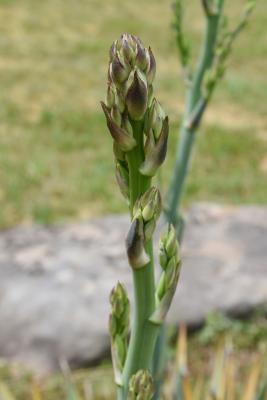Yucca pallida (Pale Yucca), bud, flower
