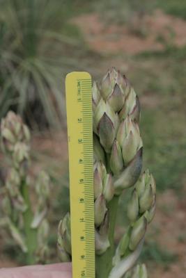 Yucca pallida (Pale Yucca), bud, flower