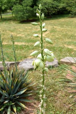 Yucca glauca (Soapweed), bud, flower