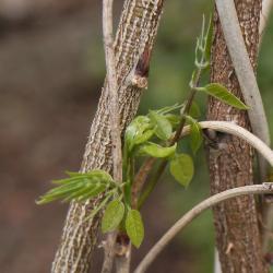Wisteria macrostachya (Kentucky Wisteria), leaf, spring