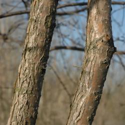 Chionanthus retusus Lindl. & Paxt. (Chinese fringe tree), bark, mature