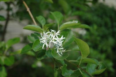 Chionanthus retusus Lindl. & Paxt. (Chinese fringe tree), flowers, full