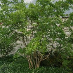 Chionanthus retusus Lindl. & Paxt. (Chinese fringe tree), habit