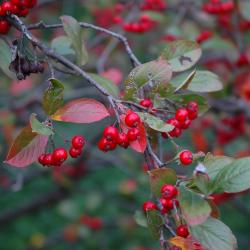 Aronia arbutifolia ‘Brilliantissima’ (Brilliant red chokeberry), fruit, mature