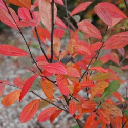 Aronia arbutifolia ‘Brilliantissima’ (Brilliant red chokeberry), leaves