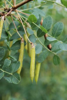 Caragana arborescens Lam. (Siberian pea-shrub), fruit, immature