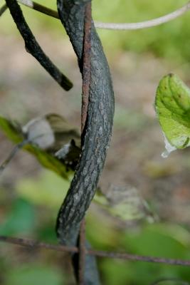 Menispermum canadense L. (moonseed), bark, mature