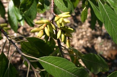 Leitneria floridana Chapm. (corkwood), infructescence