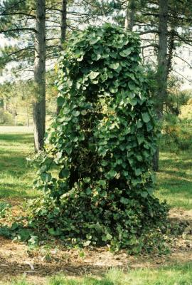 Menispermum canadense L. (moonseed), habit