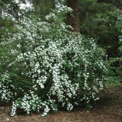 Spiraea ×vanhouttei (C. Broit) Zabel (bridal wreath spirea), habit