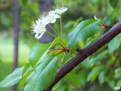 Prunus pensylvanica L. f. (pin cherry), flower