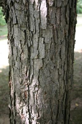 Quercus michauxii Nutt. (swamp chestnut oak), bark, mature