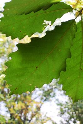 Quercus michauxii Nutt. (swamp chestnut oak), leaves, lower surface