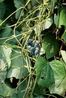 Menispermum canadense L. (moonseed), fruit