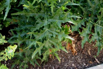 Acanthus spinosus (bear's breeches), leaves