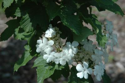 Viburnum sargentii Koehne (Sargent’s cranberry-bush), inflorescence