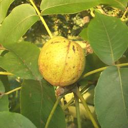 Carya glabra (Mill.) Sweet (pignut hickory), fruit