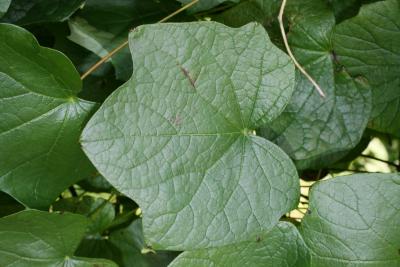 Menispermum canadense L. (moonseed), leaves, upper surface