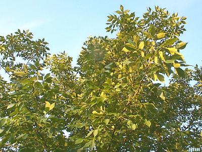 Carya glabra (Mill.) Sweet (pignut hickory), branches