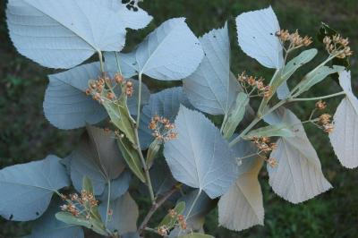 Tilia tomentosa ‘Sterling’ (STERLING SILVER™ silver linden), leaves, lower surface