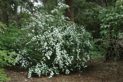 Spiraea ×vanhouttei (C. Broit) Zabel (bridal wreath spirea), habit