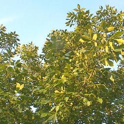 Carya glabra (Mill.) Sweet (pignut hickory), branches