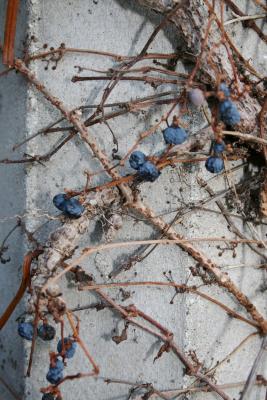 Parthenocissus tricuspidata (Sieb. & Zucc.) Planch. (Boston-ivy), fruit, mature