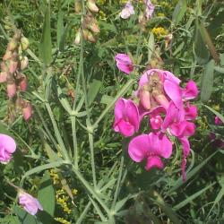 Lathyrus latifolius (Perennial sweetpea), flowers
