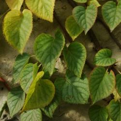 Schizophragma hydrangeoides ‘Moonlight’ (Moonlight Japanese hydrangea-vine), leaves
