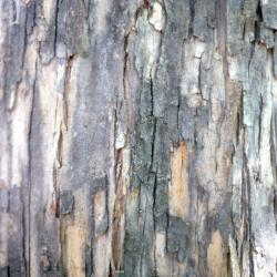 Acer buergerianum Miq. (trident maple), bark