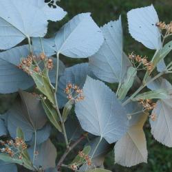Tilia tomentosa ‘Sterling’ (STERLING SILVER™ silver linden), leaves, lower surface