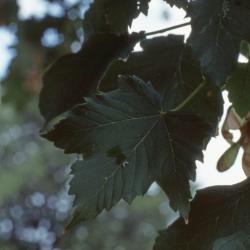 Acer pseudoplatanus L. (sycamore maple), leaves