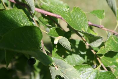 Celtis occidentalis L. (hackberry), gall