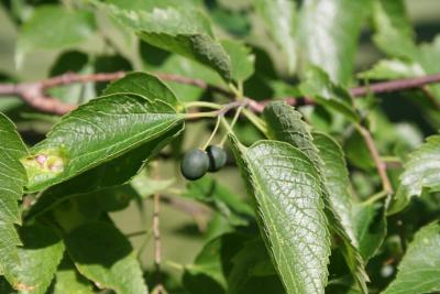 Celtis occidentalis L. (hackberry), fruit
