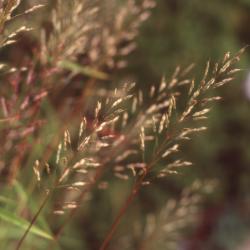 Spodiopogon sibiricus Trin. (Siberian frost grass), fruit