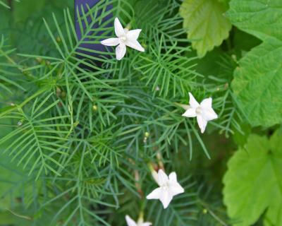 Ipomoea quamoclit (cypress vine),  flowers and leaves