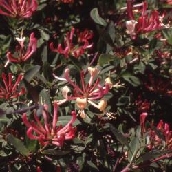 Lonicera periclymenum L. 'Serotina' (woodbine), flowers
