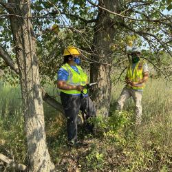 2020 Tree Census field crew taking measurements (3)
