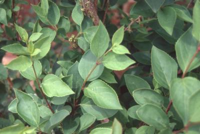 Forsythia x intermedia Zabel (border forsythia), leaves