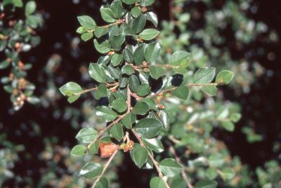 Cotoneaster divaricata Rehd. & Wils. (spreading cotoneaster), leaves