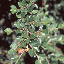 Cotoneaster divaricata Rehd. & Wils. (spreading cotoneaster), leaves