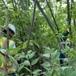 2020 Tree Census field crew taking measurements in Plot 4180 (2)