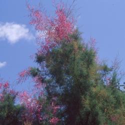 Tamarix ramosissima 'Summer Glow', flowers