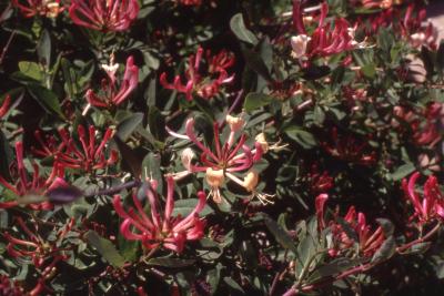Lonicera periclymenum L. 'Serotina' (woodbine), flowers