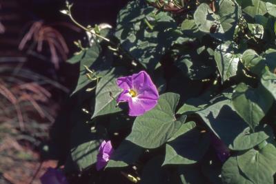 Ipomoea purpurea (common morning glory), flower and leaves