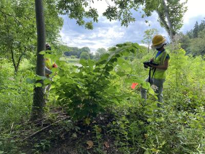 2020 Tree Census field crew taking measurements (5)