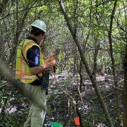 2020 Tree Census field crew taking measurements in Plot 3012 