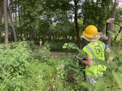 2020 Tree Census field crew taking measurements