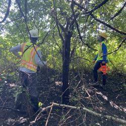 2020 Tree Census field crew taking measurements in plot 3087