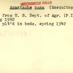 Plant Records Card Catalog, Agastache (giant hyssop)